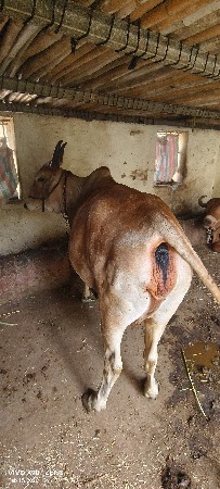 વેચવાની છે