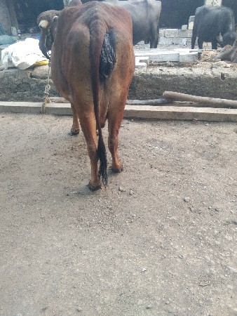 ગીર ગાય વેચવાની છે