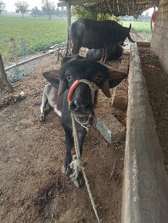 थंबनेल 2