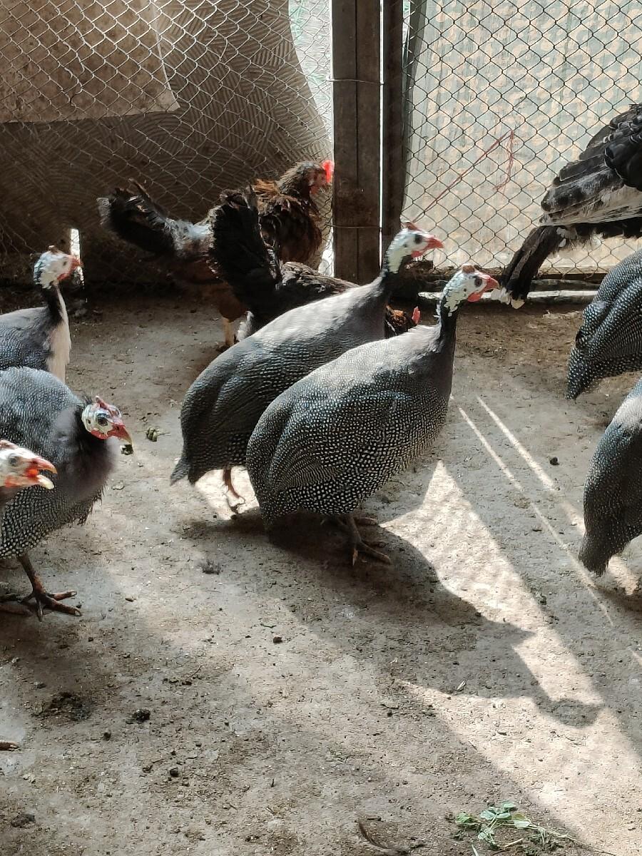 Tarak .તરક.
Guinea Fowl. રામ‌તેતર