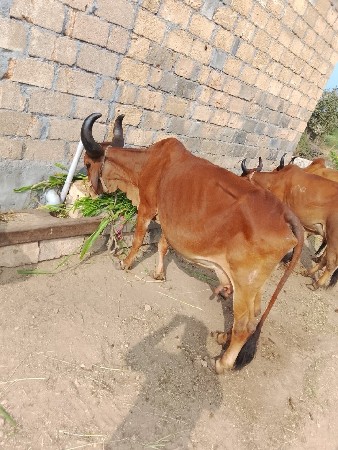 ગાય વેચવાની છે