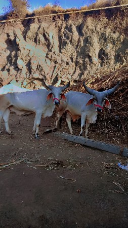 વઢીયારા બળદ