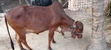 ઓરીજનલ ગીર ગાય