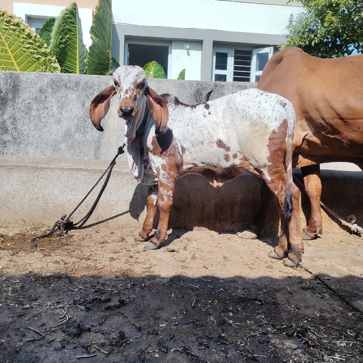 थंबनेल 2