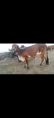 વેચવાની છે