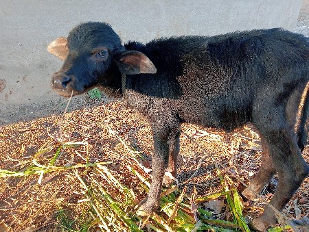 थंबनेल 3