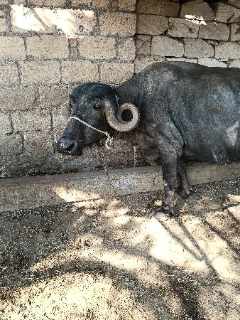 थंबनेल 2