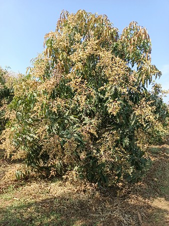 575 કેસર આંબા (8 વર્ષ ના છે)