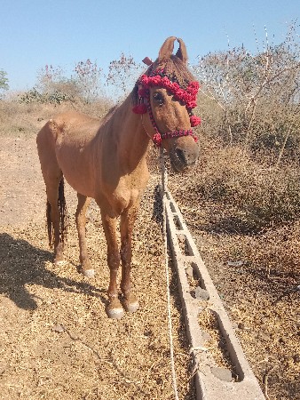 ધોડી વેસવાની છે