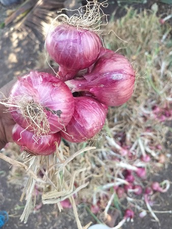 પીલીપતિ ડુંગળી