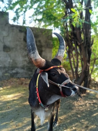 થંબનેલ 2