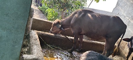 થંબનેલ 3