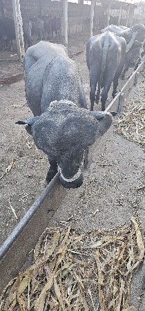 પાડો વેચવાનો છે