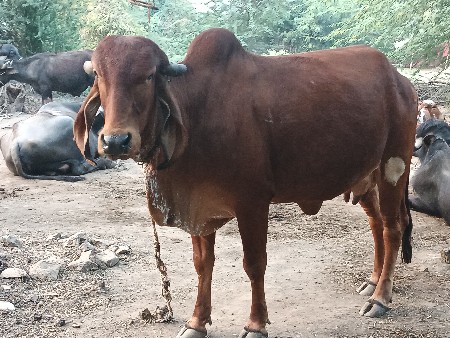 थंबनेल 2