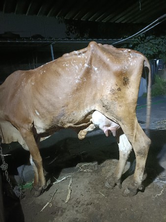 આ ગાય વેચવાની છે