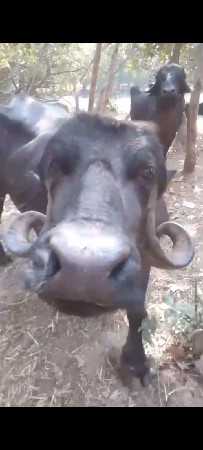 પાંચ લીટર દૂધ છે