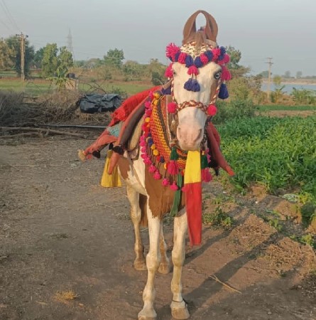 ઘોડી વેચસવાનીસે