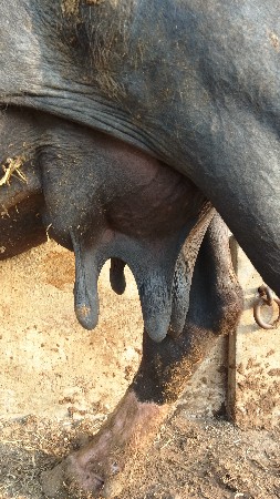 थंबनेल 2