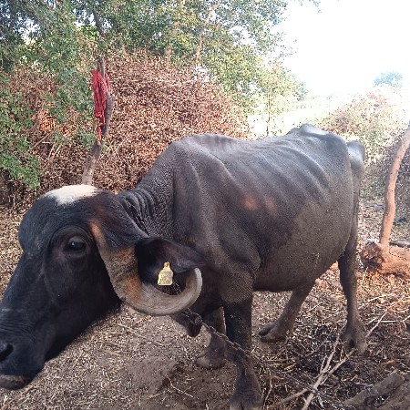 2 વેતર 7 લિટર દૂધ