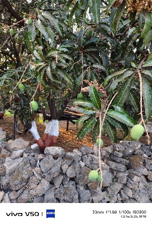 કેસર નો બગીસા નો ઈજારો આપવાનો છે