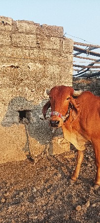 थंबनेल 2