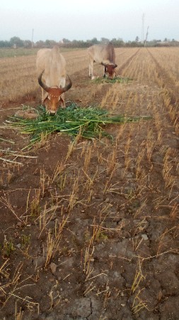 બળદ વેચવાના છે