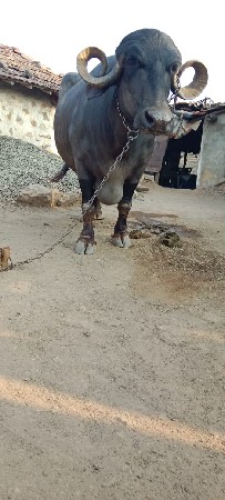 ભેંસ વેચવાની છે