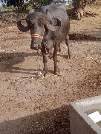 ભેંસ વેચવાની