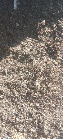 ચામાચીડિયાં નું ખાતર છે