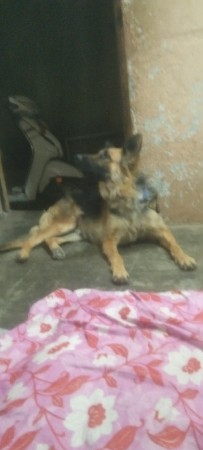 jarama sefada fimel che