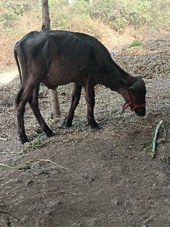 थंबनेल 3