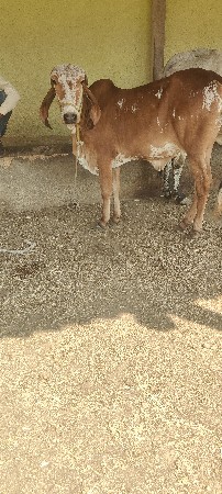 gir mundo vasrdi ૧ varshni