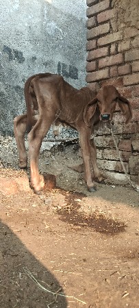 થંબનેલ 3