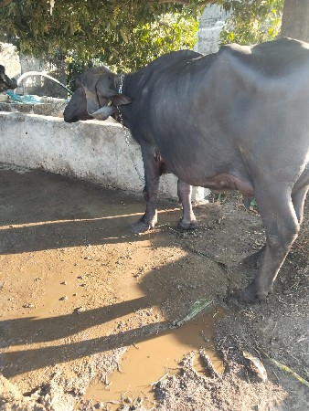 થંબનેલ 3