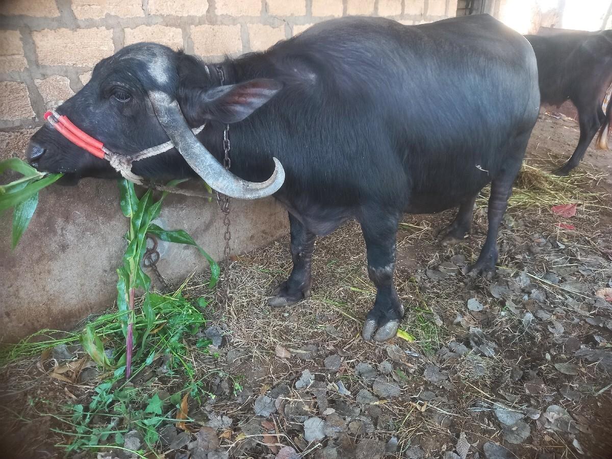 થંબનેલ 3