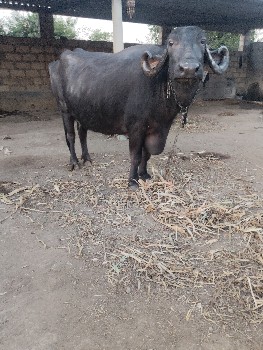 थंबनेल 2