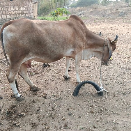 थंबनेल 3