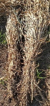 પુરા  વેચવાના છે