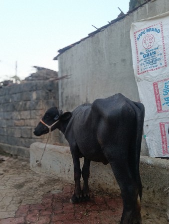 ત્રણ ખડેલા એક પાડો વેચવાનો છે