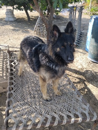 કૂતરો વેચવાનો છે.