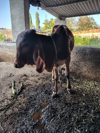 थंबनेल 3