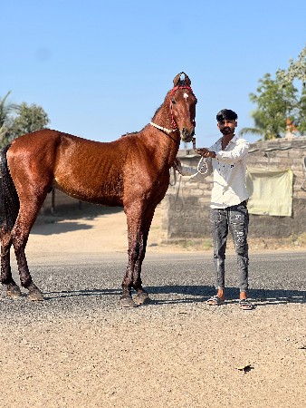 વસેરો વેચવાનો છે