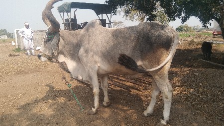 બડધ ૫ થી૬ધર