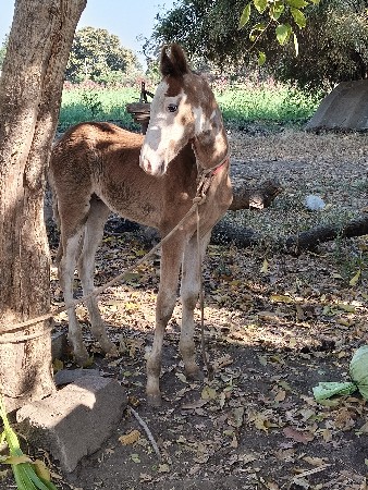 थंबनेल 3