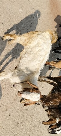 થંબનેલ 3