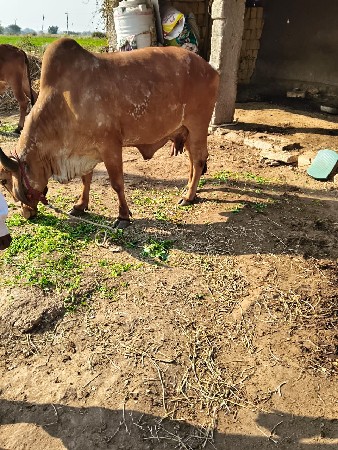ગાય વહેંચવા નીછે