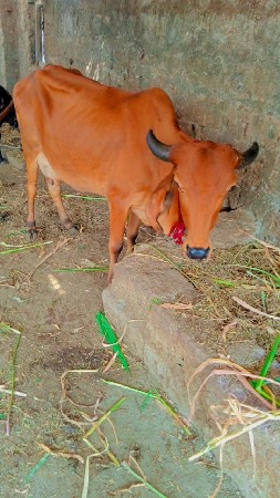 થંબનેલ 3