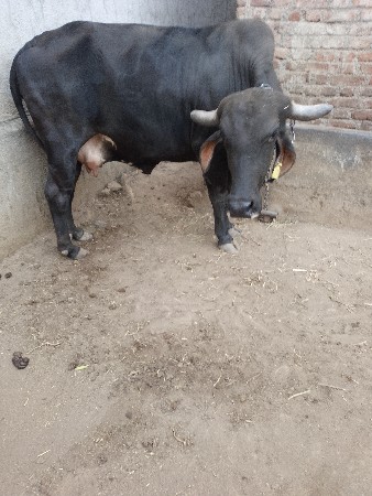 थंबनेल 2