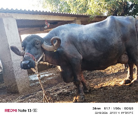 ભેંશ વેચવાની છે