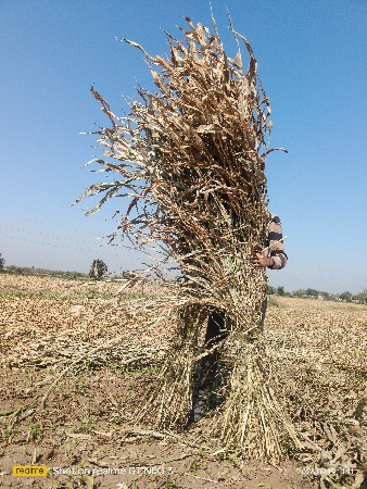 જુવાર ની સાર વેચવાની છે